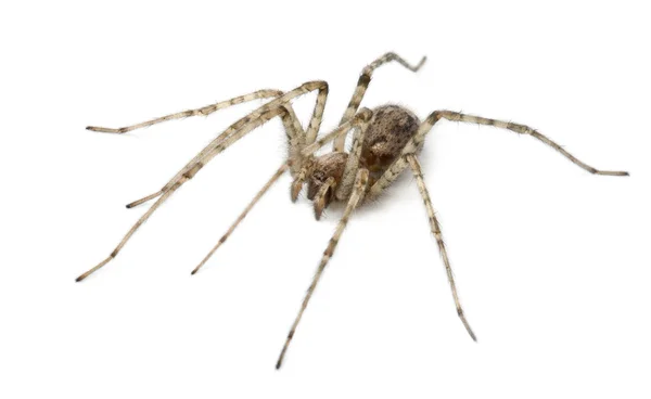 추기경 거미, Tegenaria parietina, 흰색 배경 앞 — 스톡 사진