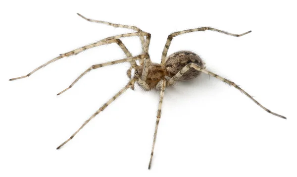 Tegenaria parietina, fehér háttér előtt bíboros pók, — Stock Fotó
