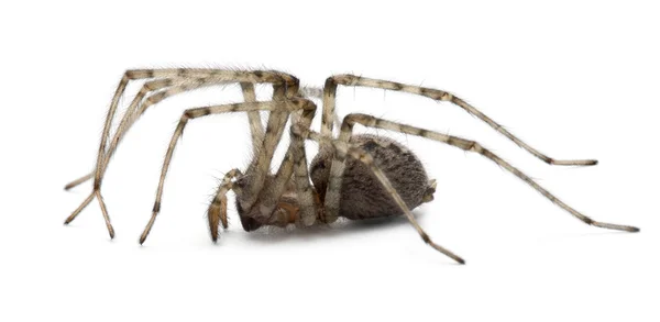 Cardinale Spider, Tegenaria parietina, davanti a sfondo bianco — Foto Stock