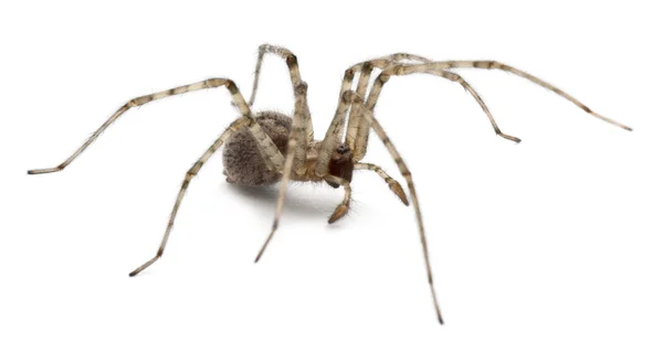 Kardinaali hämähäkki, Tegenaria parietina, edessä valkoinen tausta — kuvapankkivalokuva