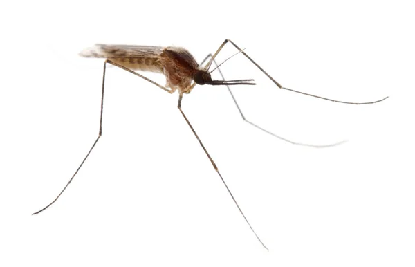 Mosquito común, Culex pipien, delante de fondo blanco — Foto de Stock