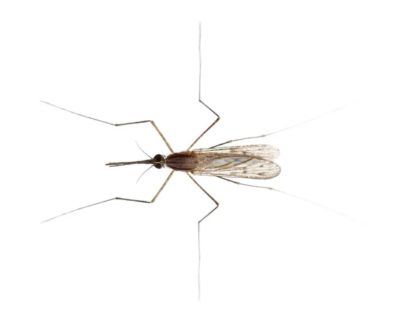 常见蚋，淡色库蚊，在白色背景前的高角度视图 — 图库照片