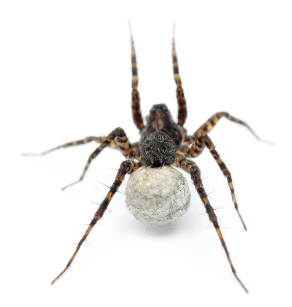 Female Pardosa lugubris carrying her egg-sac in front of white background — Stock Photo, Image