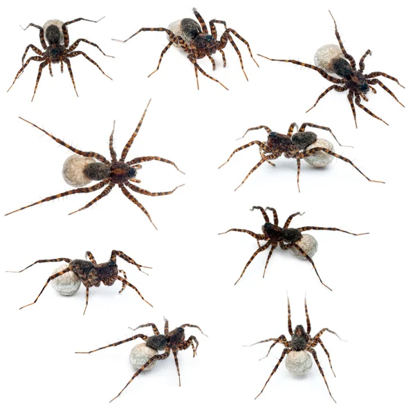 Collage of Female Pardosa lugubris carrying her egg-sac in front of white background — Stock Photo, Image