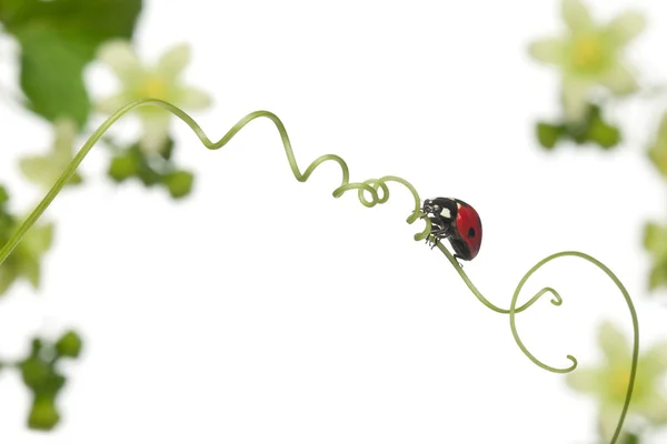 Seven-spot ladybird or seven-spot ladybug on Larger Bindweed, Co — Stock Photo, Image