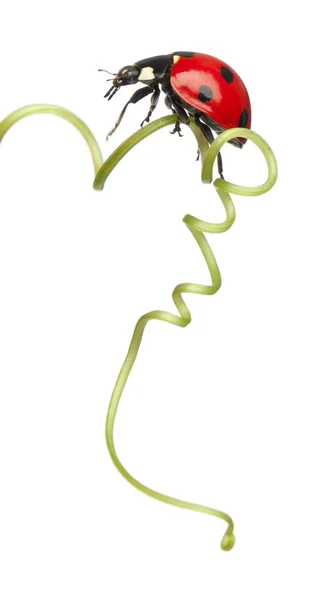 Mariquita de siete puntos o mariquita de siete puntos en Larger Bindweed, Coccinella septempunctata, frente al fondo blanco —  Fotos de Stock