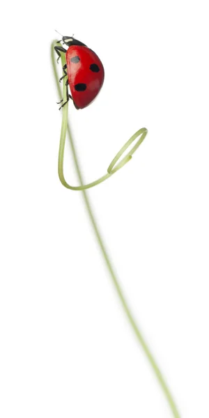 Mariquita de siete puntos o mariquita de siete puntos en Larger Bindweed, Coccinella septempunctata, frente al fondo blanco —  Fotos de Stock