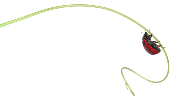 Zeven-spot lieveheersbeestje of zeven-spot lieveheersbeestje op grotere bindweed, coccinella septempunctata, voor witte achtergrond — Stockfoto