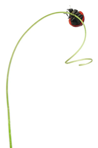 Siebenpunkt-Marienkäfer oder Siebenpunkt-Marienkäfer auf größerem Bindgras, Coccinella septempunctata, vor weißem Hintergrund — Stockfoto