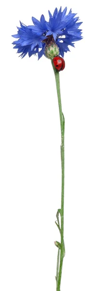 Katica hét helyszínen vagy a Búzavirág, Coccinella septempunctata, fehér háttér előtt hét helyszínen katicabogár — Stock Fotó