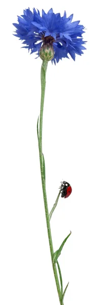 Seven-spot ladybird sau 7-spot ladybug pe Cornflower, Coccinella septempunctata, în fața fundalului alb — Fotografie, imagine de stoc