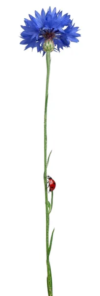 Seven-spot ladybird sau 7-spot ladybug pe Cornflower, Coccinella septempunctata, în fața fundalului alb — Fotografie, imagine de stoc