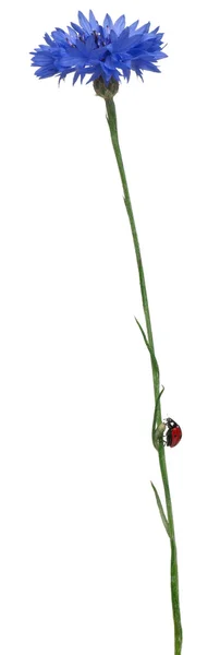 Mariquita de siete manchas o mariquita de siete manchas en Cornflower, Coccinella septempunctata, frente al fondo blanco — Foto de Stock