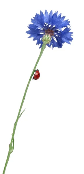 Siebenpunkt-Marienkäfer oder Siebenpunkt-Marienkäfer auf Kornblume, Coccinella septempunctata, vor weißem Hintergrund — Stockfoto