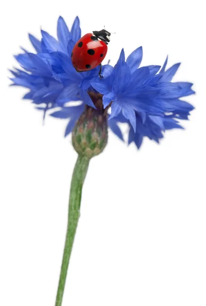 Coccinelle à sept points ou coccinelle à sept points sur le bleuet, Coccinella septempunctata, devant le fond blanc — Photo