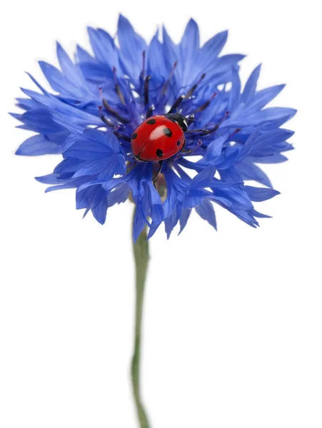 Coccinelle à sept points ou coccinelle à sept points sur le bleuet, Coccinella septempunctata, devant le fond blanc — Photo