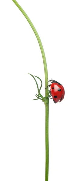 Seven-spot ladybird or seven-spot ladybug on a daisy, Coccinella septempunctata, in front of white background — Stock Photo, Image