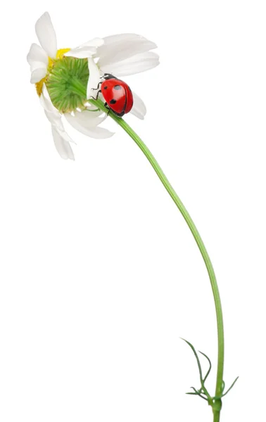 Zeven-spot lieveheersbeestje of zeven-spot lieveheersbeestje op een daisy, coccinella septempunctata, voor witte achtergrond — Stockfoto