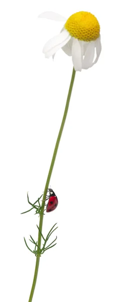Mariquita de siete manchas o mariquita de siete manchas en una margarita, Coccinella septempunctata, frente al fondo blanco —  Fotos de Stock