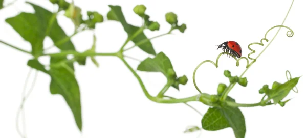 Zeven-spot lieveheersbeestje of zeven-spot lieveheersbeestje op grotere bindweed, coccinella septempunctata, voor witte achtergrond — Stockfoto