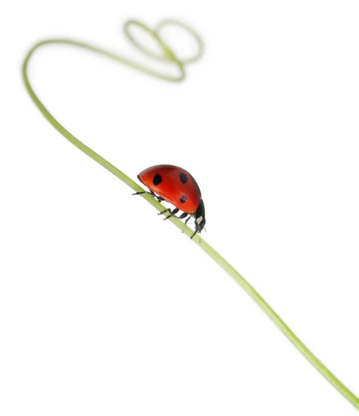 Seven-spot ladybird or seven-spot ladybug on Larger Bindweed, Coccinella septempunctata, in front of white background — Stock Photo, Image