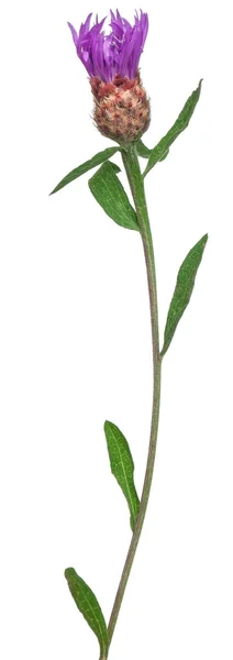Zentauren-Blume vor weißem Hintergrund — Stockfoto