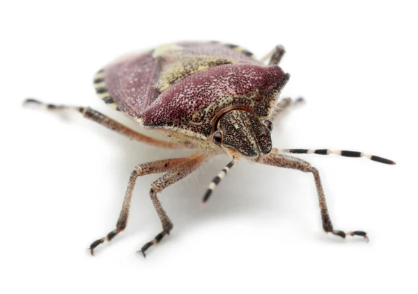 Kilpi bug, Dolycoris baccarum, edessä valkoinen tausta — kuvapankkivalokuva
