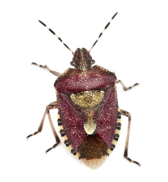 Visão de alto ângulo do bug Shield, Dolycoris baccarum, na frente do fundo branco — Fotografia de Stock