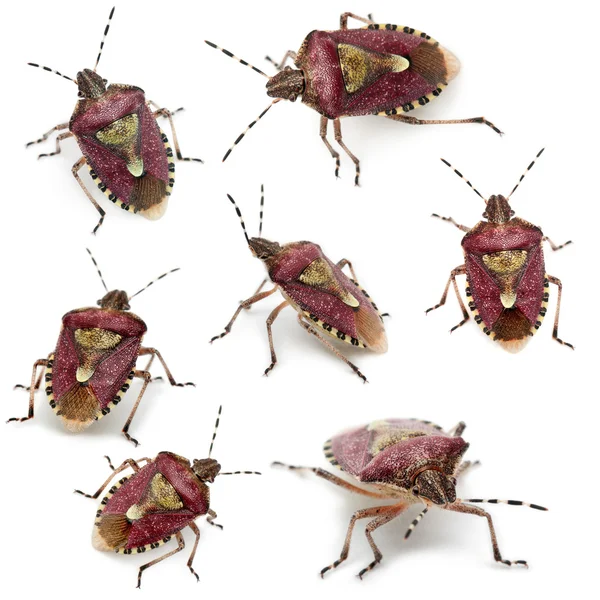 Coleção de bugs Shield, Dolycoris baccarum, na frente do fundo branco — Fotografia de Stock