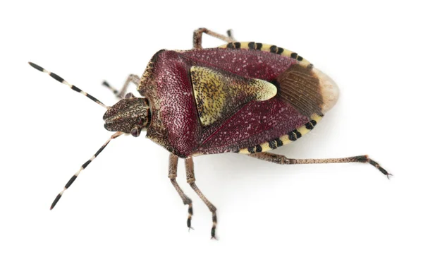 Vista ad alto angolo di Shield bug, Dolycoris baccarum, davanti allo sfondo bianco — Foto Stock