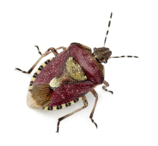 Vista en ángulo alto del insecto Escudo, Dolycoris baccarum, frente al fondo blanco — Foto de Stock