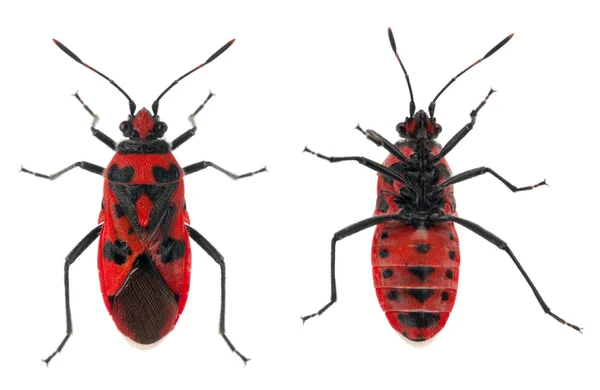 Bottom and top views of Scentless plant bug, Corizus hyoscyami, in front of white background — Stock Photo, Image