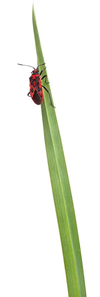 Inseto de planta sem cheiro, Corizus hyoscyami, na lâmina de grama na frente do fundo branco — Fotografia de Stock