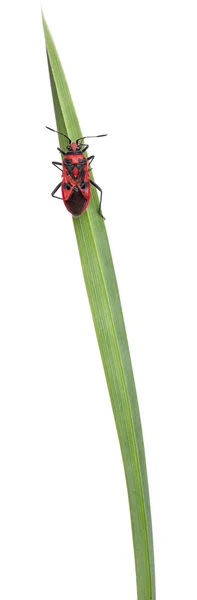 Insecto de la planta sin olor, Corizus hyoscyami, en la hoja de hierba en frente de fondo blanco — Foto de Stock