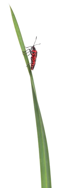 Punaise végétale inodore, Corizus hyoscyami, sur un brin d'herbe devant un fond blanc — Photo