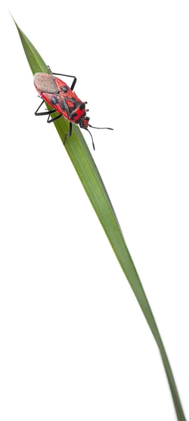 Insecto de la planta sin olor, Corizus hyoscyami, en la hoja de hierba en frente de fondo blanco —  Fotos de Stock