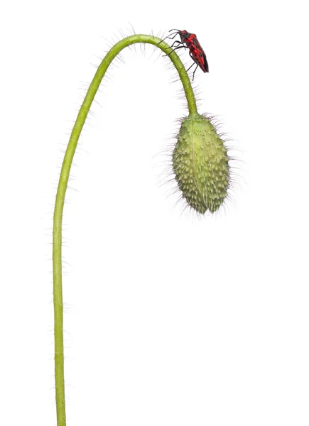 Scentless plant bug, corizus hyoscyami, op papaver voor witte achtergrond — Stockfoto