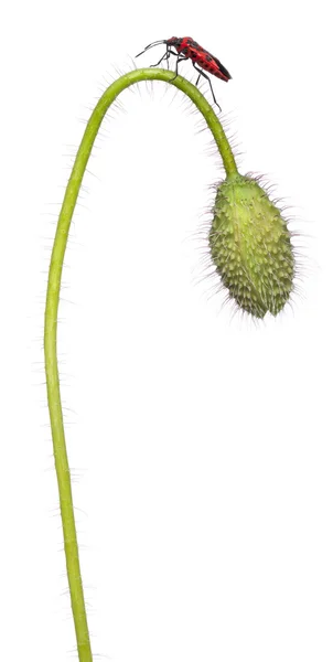 Scentless plant bug, Corizus hyoscyami, on poppy in front of white background — Stock Photo, Image