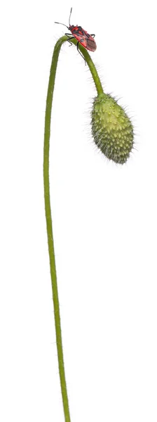 Scentless растение жук, Corizus hyoscyami, на маке перед белым фоном — стоковое фото