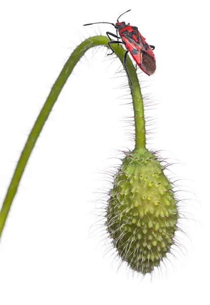 Příjemná vůně rostlin bug, corizus hyoscyami, na mák před bílým pozadím — Stock fotografie