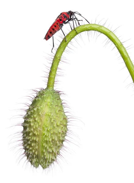 Příjemná vůně rostlin bug, corizus hyoscyami, na mák před bílým pozadím — Stock fotografie