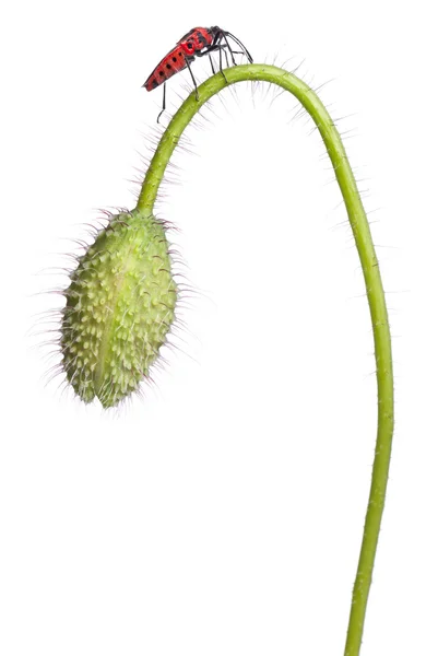 Poisson végétal inodore, Corizus hyoscyami, sur coquelicot devant fond blanc — Photo