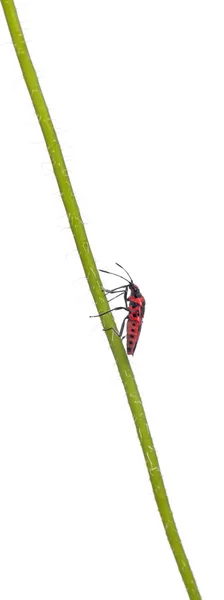Άοσμος φυτό bug, corizus hyoscyami, επί παπαρούνας στελέχους μπροστά από το λευκό φόντο — Φωτογραφία Αρχείου
