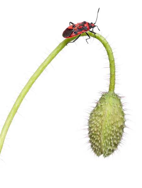 Scentless plant bug, Corizus hyoscyami, on poppy in front of white background — Stock Photo, Image