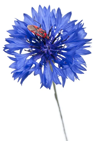 Duftlose Pflanzenkäfer, Corizus hyoscyami, auf Kornblume vor weißem Hintergrund — Stockfoto