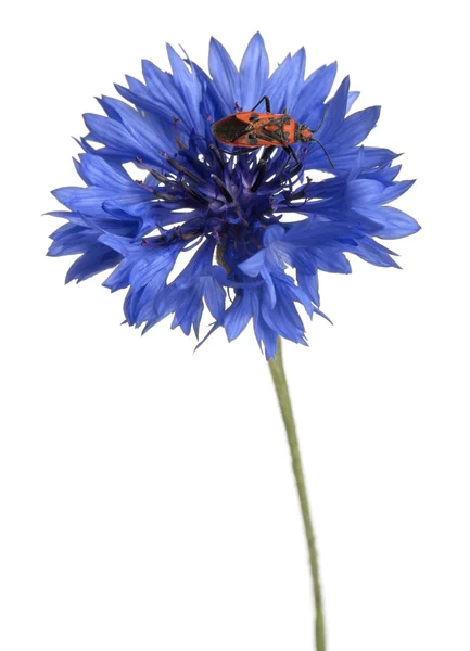 stock image Scentless plant bug, Corizus hyoscyami, on cornflower in front of white background