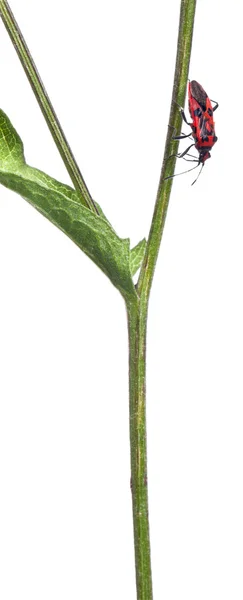 Insecto de la planta sin olor, Corizus hyoscyami, en el tallo de la planta delante del fondo blanco —  Fotos de Stock