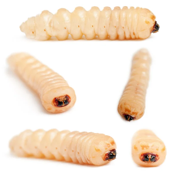 Larvas de escarabajo de cuernos largos, Cerambycidae Sp, frente al fondo blanco — Foto de Stock
