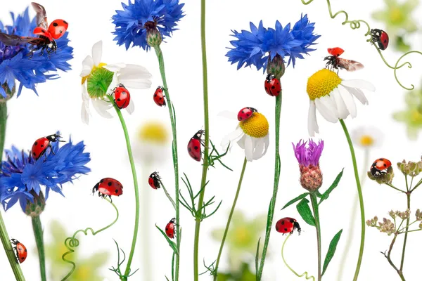 Siebenpunkt-Marienkäfer oder Siebenpunkt-Marienkäfer auf Gänseblümchen, Kornblume — Stockfoto