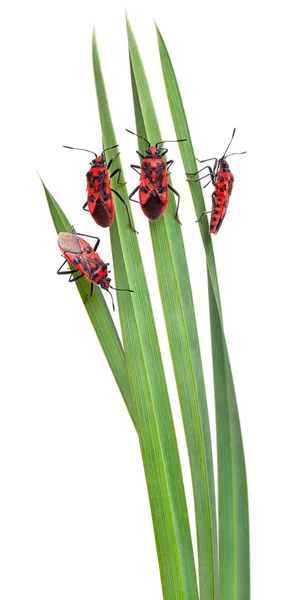 Pastoral composition of Scentless plant bugs (Corizus hyoscyami) on leaves in front of white background — Stock Photo, Image